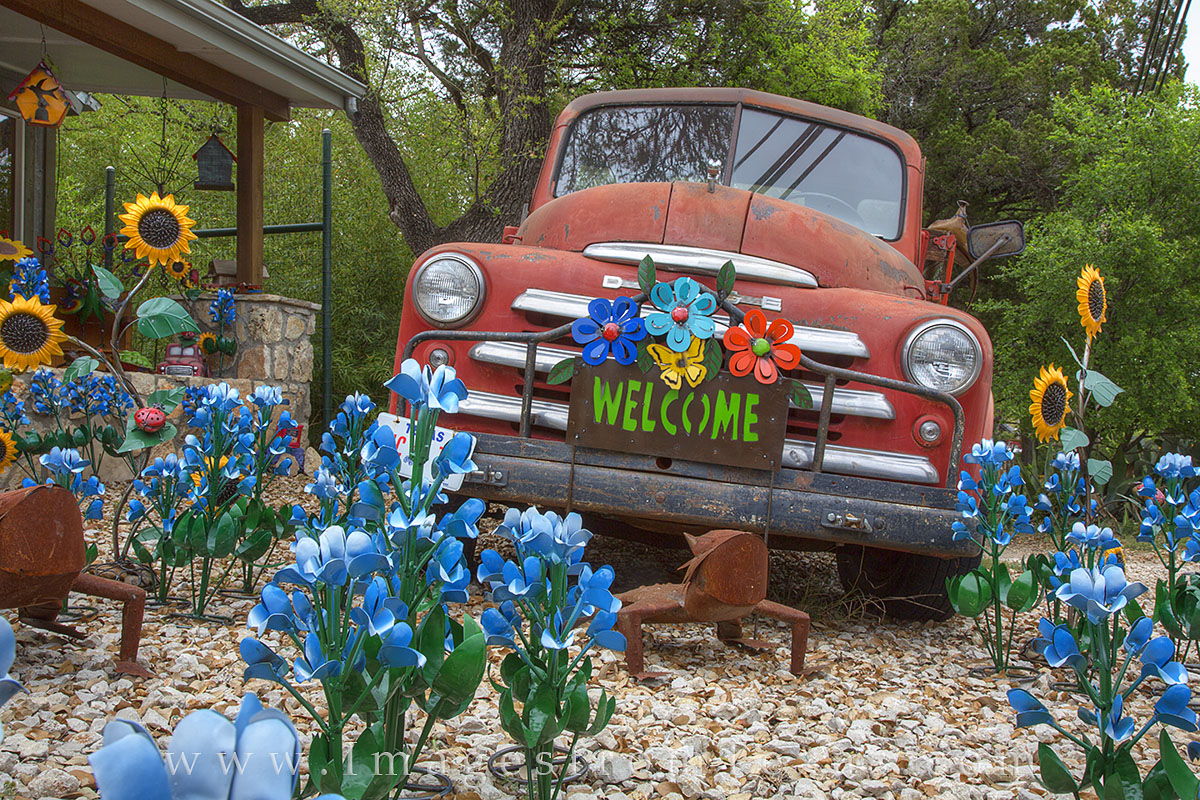 In front of the Cackleberry Mercantile store in Wimberley, Texas, bluebonnets and a horny toad guard the front lawn during Texas...