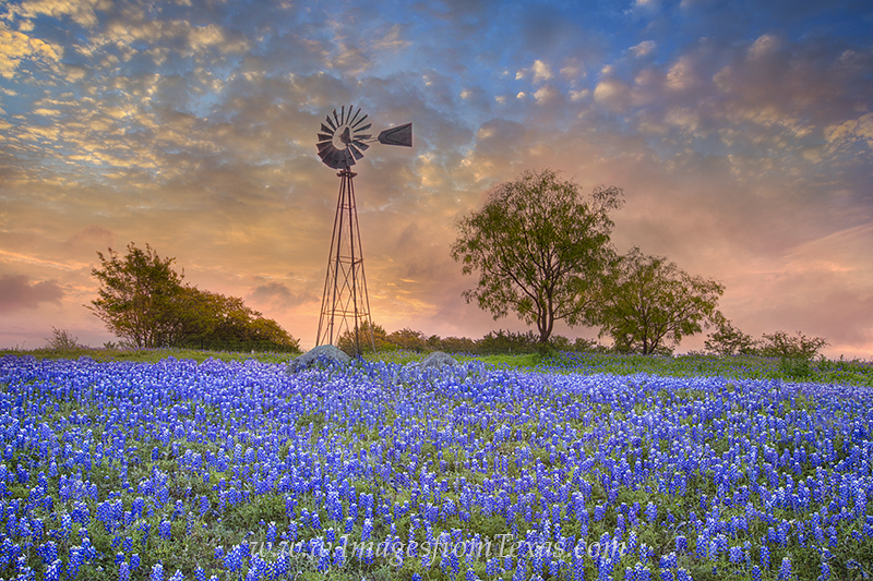 bluebonnets,windmill,texas hill country,texas sunrise,bluebonnets and windmill,texas landscapes,texas wildflowers