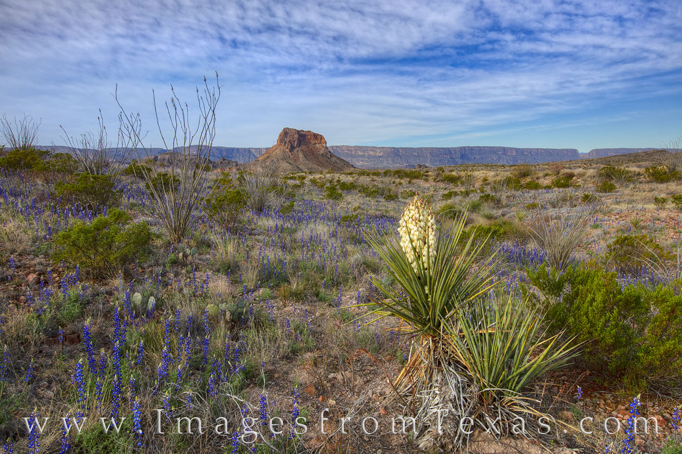 With Santa Elena Canyon and Cerro Castellan in the distance, bluebonnets and a yucca bloom in the springtime at Big Bend National...