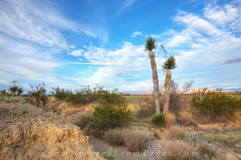 Yuccas rise into the late afternoon as blue skies spread across the desert of Big Bend National Park.